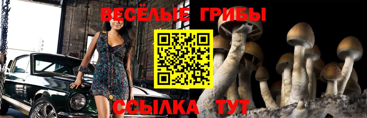 Галлюциногенные грибы Psilocybe  Вход с VPN  Баксан 